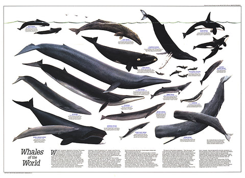 Buy map 1976 Whales of the World