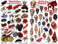 Buy map Hawaiian Shells and Intervertabrates