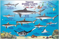 Buy map Hawaiian Sharks and Rays Offshore and Inshore Species by Frankos Maps Ltd.