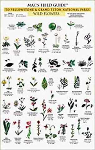 Buy map Macs Field Guide: Yellowstone & Grand Teton Trees & Shrubs