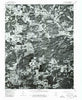 Salem NW Arkansas Historical topographic map, 1:24000 scale, 7.5 X 7.5 Minute, Year 1976