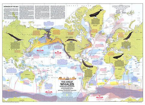 Buy map 1976 Great Whales, Migration and Range Map