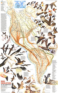 Buy map 1979 Bird Migration in the Americas Map