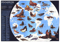 Buy map 1987 Pinnipeds Around the World Map