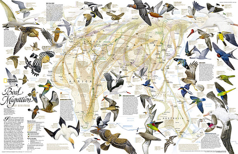 Buy map 2004 Bird Migration Eastern Hemisphere Map