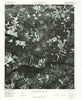 Diggs North Carolina Historical topographic map, 1:24000 scale, 7.5 X 7.5 Minute, Year 1976