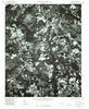 Ghio North Carolina Historical topographic map, 1:24000 scale, 7.5 X 7.5 Minute, Year 1976