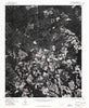 Silver Hill North Carolina Historical topographic map, 1:24000 scale, 7.5 X 7.5 Minute, Year 1976