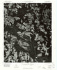 Weldon North Carolina Historical topographic map, 1:24000 scale, 7.5 X 7.5 Minute, Year 1976