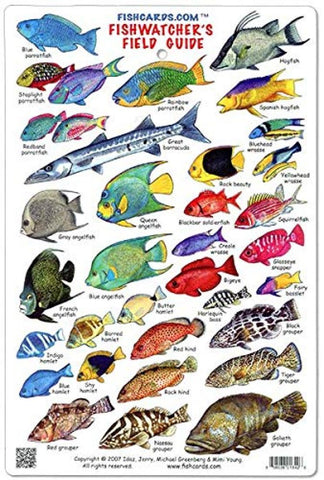 Buy map Great Barrier Reef: Fishwatchers Field Guide