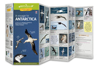 Buy map A Voyage to Antarctica. Wildlife of the Antarctic Peninsula, Drake Passage, Cape Horn & Beagle Channel