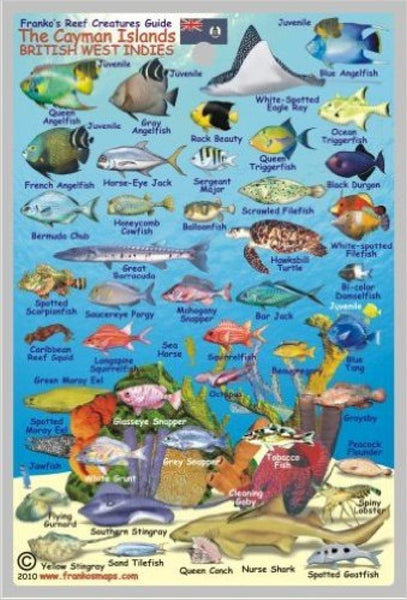 Buy map Caribbean Fish Card, Cayman Islands Mini 2010