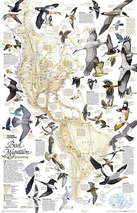 Buy map Bird Migration, Western Hemisphere [Tubed]