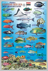Buy map Frankos Egyptian Red Sea Reef Creatures Guide by Frankos Maps Ltd.