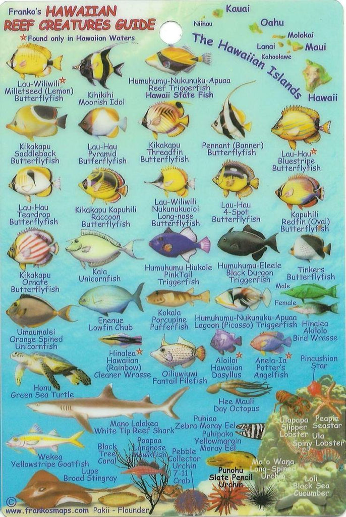 Buy map: Hawaiian Islands, Reef Creatures Fish ID Mini Card by Frankos ...