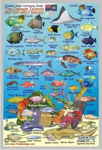 Buy map Caribbean Fish Card, Cayman Islands Mini 2010 by Frankos Maps Ltd.